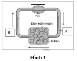 Đề thi thử Sinh học Tốt nghiệp THPT 2025-2026 Sở Hà Nội