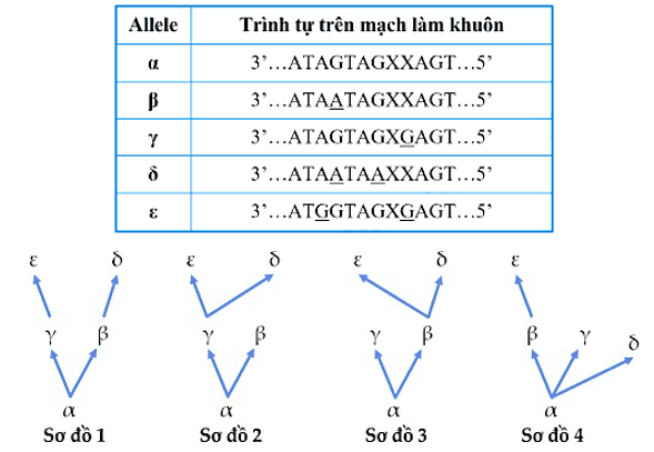 Đề thi thử Sinh học Tốt nghiệp THPT 2025-2026 Sở Phú Thọ