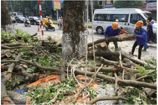 Giấy phép chặt hạ, dịch chuyển cây xanh mới nhất 2025