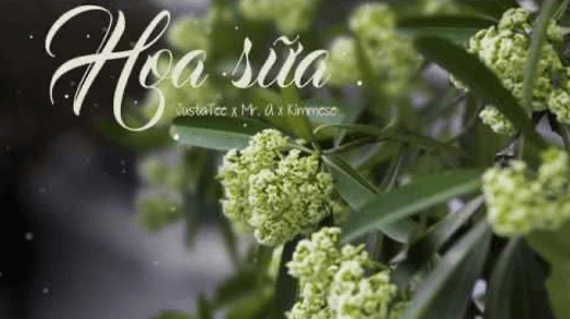 Hoa sữa (lời bài hát, lyric chính xác nhất)