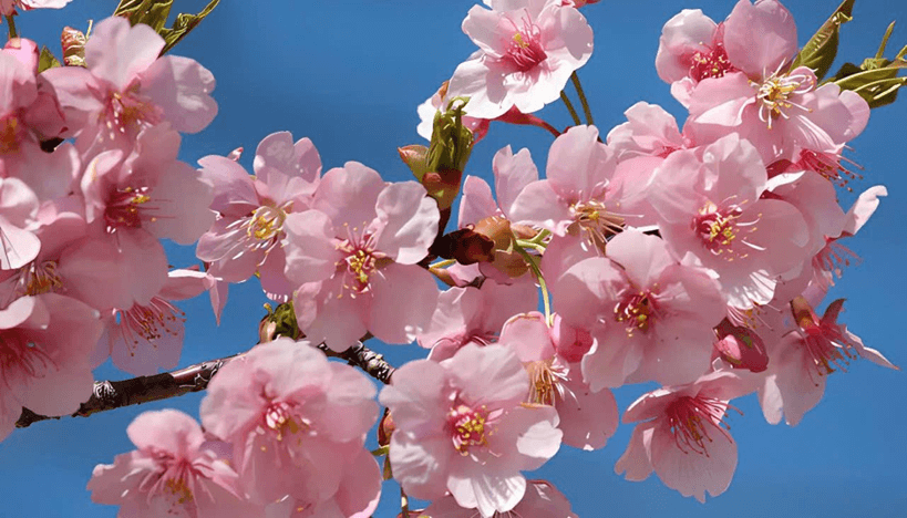 Xuân về khắp nơi (lời bài hát, lyric chính xác nhất)