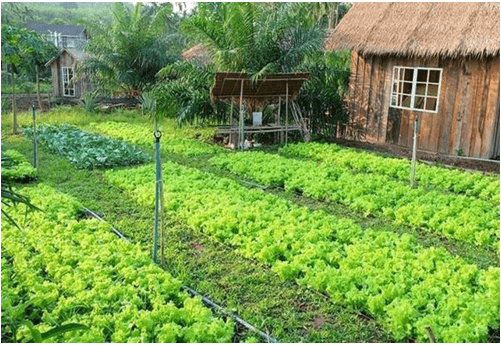 Mẫu Quyết định thu hồi đất chuẩn, mới nhất năm 2025