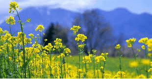 (Siêu ngắn) Soạn bài Thực hành đọc: Cải ơi | Kết nối tri thức