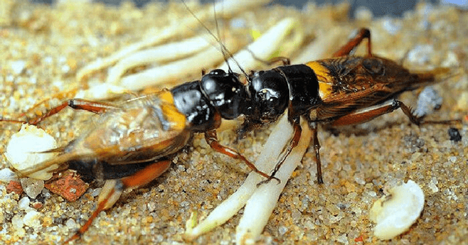 (Siêu ngắn) Soạn bài Dế chọi | Kết nối tri thức