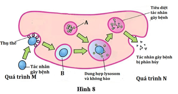 100+ câu hỏi trắc nghiệm Sinh học tế bào (có đáp án)