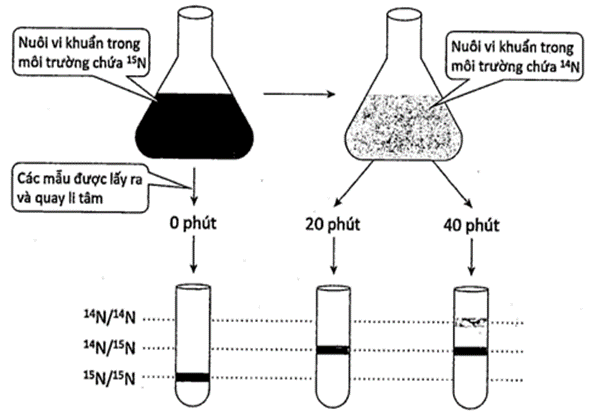 100+ câu hỏi trắc nghiệm Sinh học vi sinh vật và virus (có đáp án)