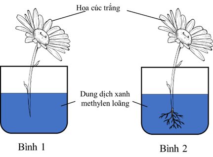 100+ câu hỏi trắc nghiệm Trao đổi chất và chuyển hóa năng lượng ở thực vật (có đáp án)