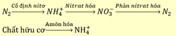 100+ câu hỏi trắc nghiệm Trao đổi chất và chuyển hóa năng lượng ở thực vật (có đáp án)
