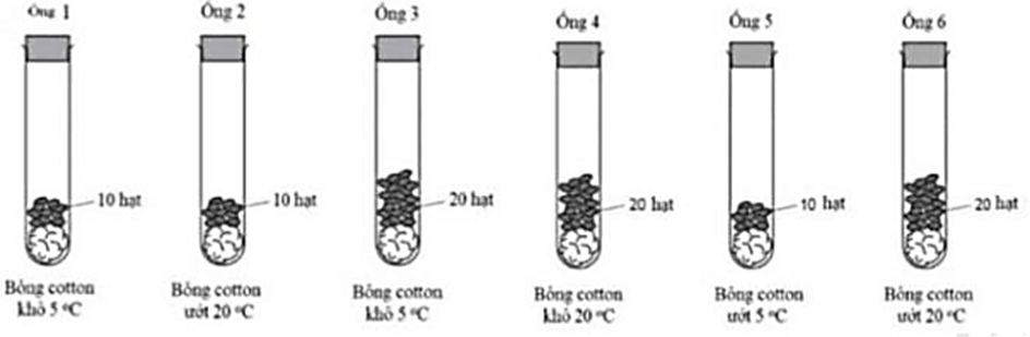 100+ câu hỏi trắc nghiệm Trao đổi chất và chuyển hóa năng lượng ở thực vật (có đáp án)