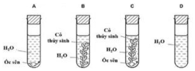100+ câu hỏi trắc nghiệm Trao đổi chất và chuyển hóa năng lượng ở thực vật (có đáp án)