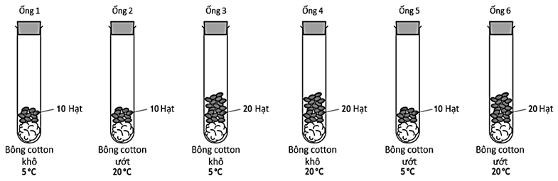100+ câu hỏi trắc nghiệm Trao đổi chất và chuyển hóa năng lượng ở thực vật (có đáp án)