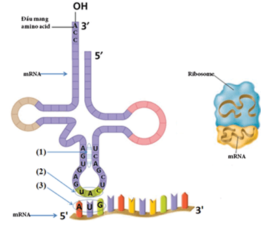 100+ câu hỏi trắc nghiệm Di truyền học phân tử (có đáp án)