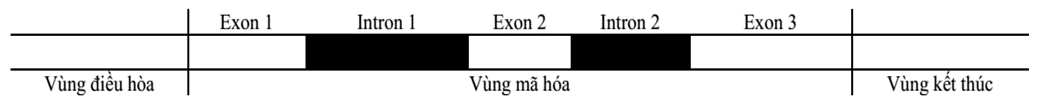 100+ câu hỏi trắc nghiệm Di truyền học phân tử (có đáp án)