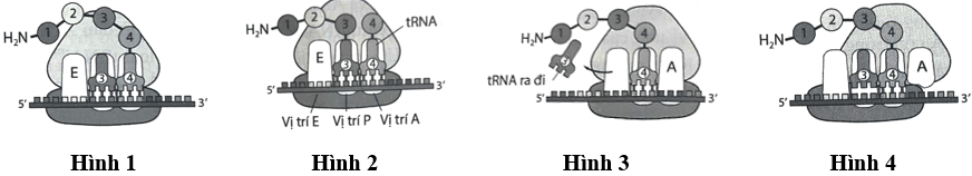 100+ câu hỏi trắc nghiệm Di truyền học phân tử (có đáp án)