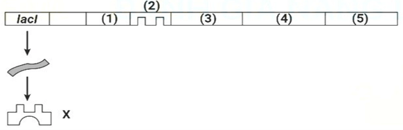 100+ câu hỏi trắc nghiệm Di truyền học phân tử (có đáp án)