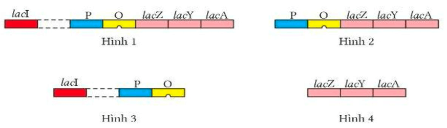100+ câu hỏi trắc nghiệm Di truyền học phân tử (có đáp án)