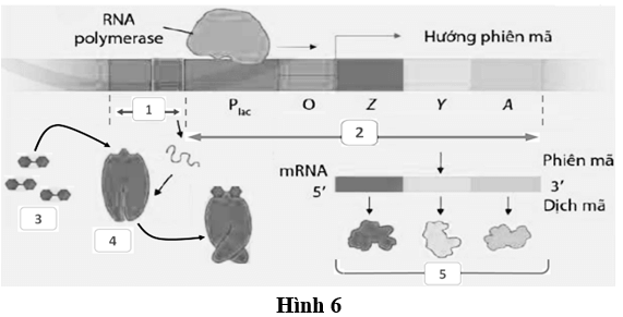 100+ câu hỏi trắc nghiệm Di truyền học phân tử (có đáp án)