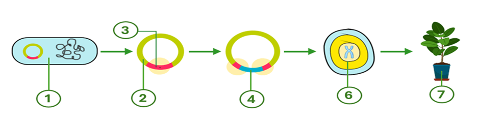 100+ câu hỏi trắc nghiệm Di truyền học phân tử (có đáp án)