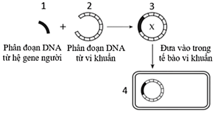 100+ câu hỏi trắc nghiệm Di truyền học phân tử (có đáp án)