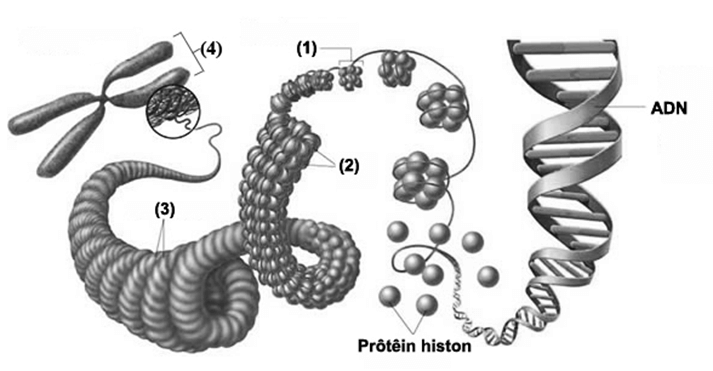 100+ câu hỏi trắc nghiệm Nhiễm sắc thể và các quy luật di truyền (có đáp án)