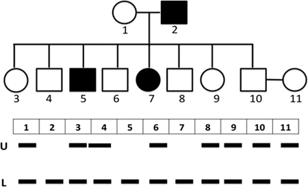 100+ câu hỏi trắc nghiệm Nhiễm sắc thể và các quy luật di truyền (có đáp án)