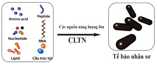50+ Đề ôn thi Tốt nghiệp THPT Sinh học năm 2026 (có đáp án)