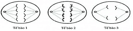 Đề thi học sinh giỏi Sinh học 12 Liên trường THPT Quỳnh Lưu; Hoàng Mai; Nguyễn Xuân Ôn; Diễn Châu 2; Nghi Lộc 3; Thái Hòa; Cờ Đỏ năm 2025