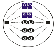Đề thi học sinh giỏi Sinh học 12 trường THPT Bắc Đông Quan (Hưng Yên) năm 2025-2026