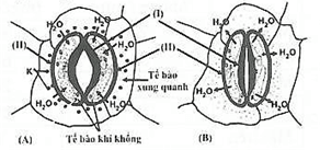 Đề thi học sinh giỏi Sinh học 12 trường THPT Lê Quý Đôn (Ninh Bình) năm 2025-2026