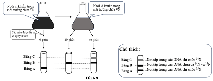 Đề thi học sinh giỏi Sinh học 12 trường THPT Lê Quý Đôn (Ninh Bình) năm 2025-2026