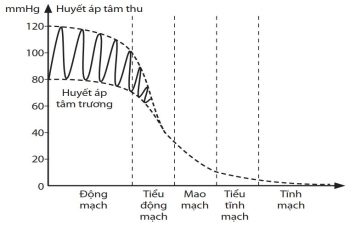 Đề thi học sinh giỏi Sinh học 12 trường THPT Lê Quý Đôn (Ninh Bình) năm 2025-2026