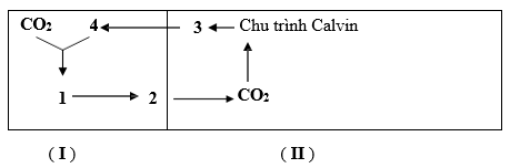 Đề thi học sinh giỏi Sinh học 12 trường THPT Lương Ngọc Quyến năm 2025