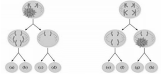 Đề thi học sinh giỏi Sinh học 12 trường THPT Quốc Tuấn (Hải Phòng) năm 2025-2026