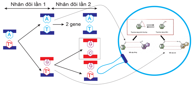 Đề thi học sinh giỏi Sinh học 12 trường THPT Quốc Tuấn (Hải Phòng) năm 2025-2026