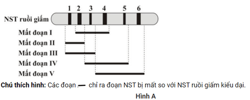 Đề thi học sinh giỏi Sinh học 12 trường THPT Quốc Tuấn (Hải Phòng) năm 2025-2026