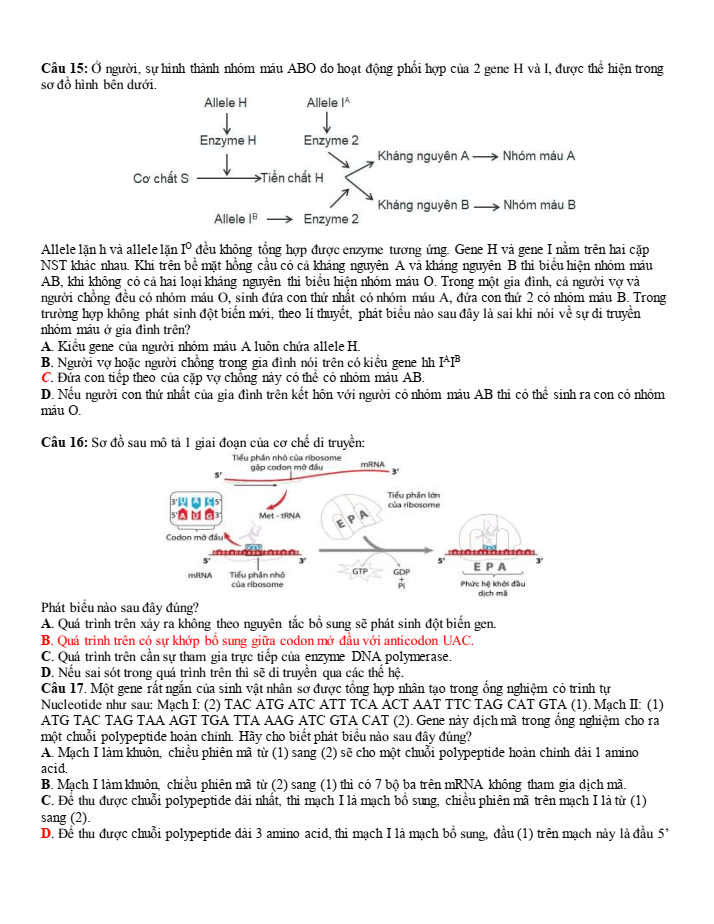 Đề thi học sinh giỏi Sinh học 12 trường THPT Sầm Sơn (Thanh Hoá) năm 2025-2026