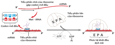 Đề thi học sinh giỏi Sinh học 12 trường THPT Sầm Sơn (Thanh Hoá) năm 2025-2026