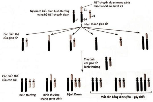 Đề thi học sinh giỏi Sinh học 12 trường THPT Sầm Sơn (Thanh Hoá) năm 2025-2026