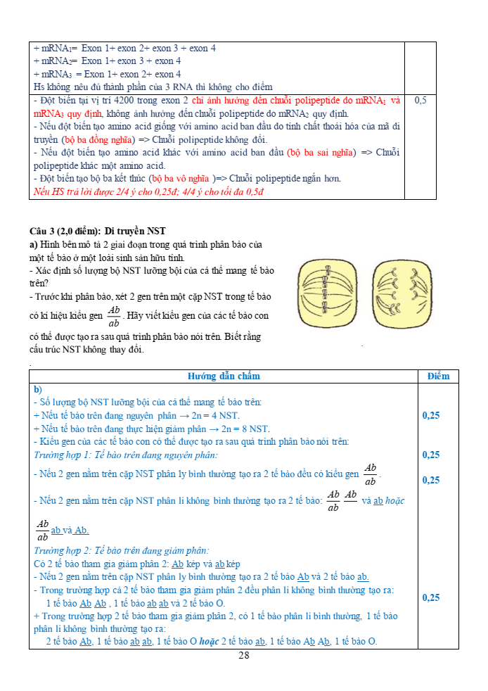 Đề thi học sinh giỏi Sinh học 12 trường THPT Thanh Thủy (Phú Thọ) năm 2025-2026