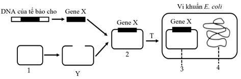Đề thi học sinh giỏi Sinh học 12 trường THPT Thanh Thủy (Phú Thọ) năm 2025-2026