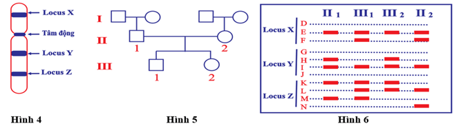 Đề thi học sinh giỏi Sinh học 12 trường THPT Thanh Thủy (Phú Thọ) năm 2025-2026