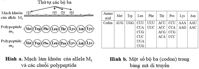 Đề thi học sinh giỏi Sinh học 12 trường THPT Thanh Thủy (Phú Thọ) năm 2025-2026