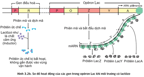 Đề ôn thi tốt nghiệp THPT môn Sinh năm 2024 có đáp án (Đề 1)