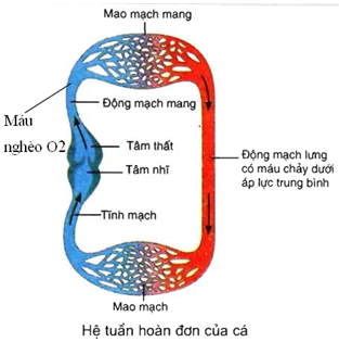 Đề ôn thi tốt nghiệp THPT môn Sinh năm 2024 có đáp án (Đề 1)