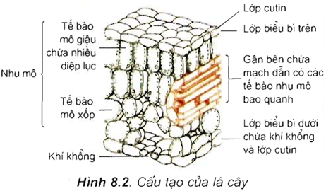 Đề ôn thi tốt nghiệp THPT môn Sinh năm 2024 có đáp án (Đề 1)