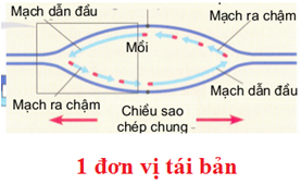 Đề ôn thi tốt nghiệp THPT môn Sinh năm 2024 có đáp án (Đề 1)