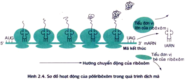 Đề ôn thi tốt nghiệp THPT môn Sinh năm 2024 có đáp án (Đề 2)