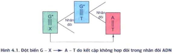 Đề ôn thi tốt nghiệp THPT môn Sinh năm 2024 có đáp án (Đề 3)