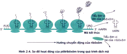 Đề ôn thi tốt nghiệp THPT môn Sinh năm 2024 có đáp án (Đề 3)