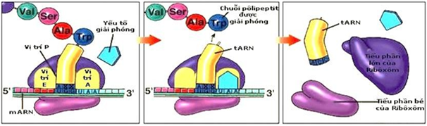 Đề ôn thi tốt nghiệp THPT môn Sinh năm 2024 có đáp án (Đề 4)